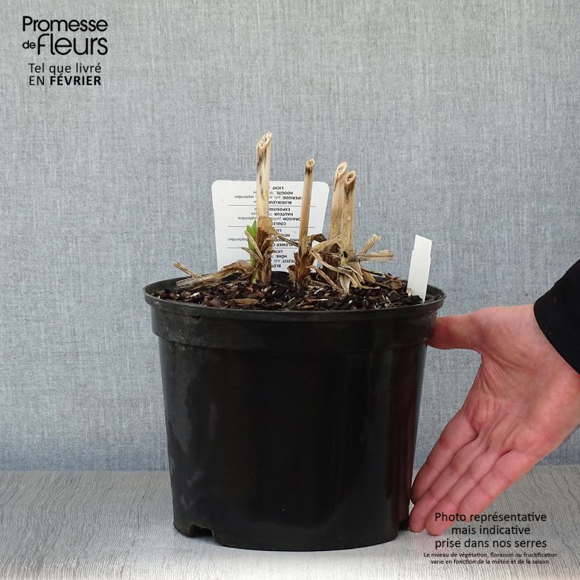 Agapanto Docteur Brouwer Maceta 4L/5L Ejemplar entregado en invierno