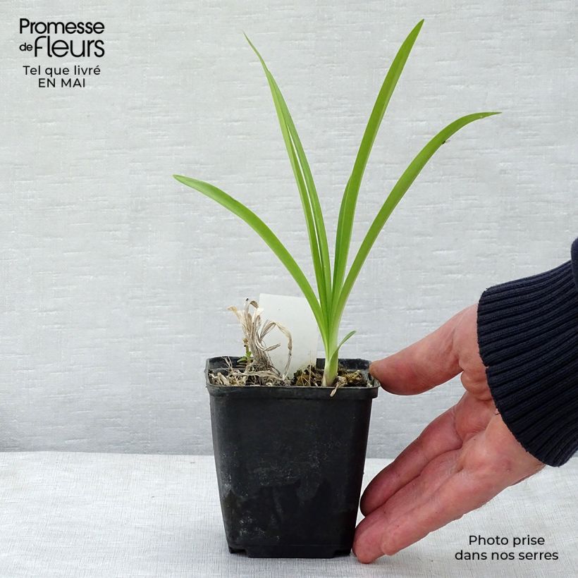 Agapanto Docteur Brouwer Maceta de 8/9 cm Ejemplar entregado en la primavera