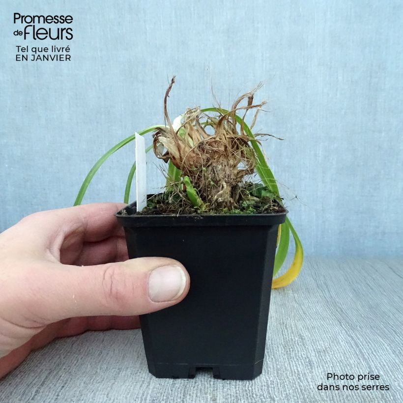 Agapanto Donau Maceta de 8/9 cm Ejemplar entregado en invierno