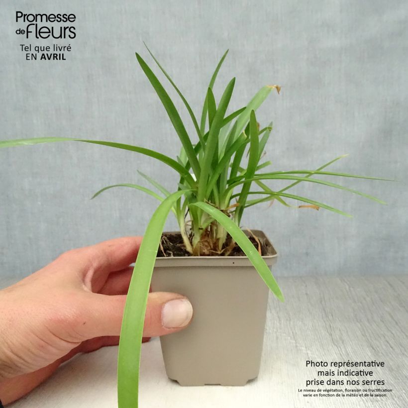 Agapanto Double Diamond Maceta de 8/9 cm Ejemplar entregado en la primavera