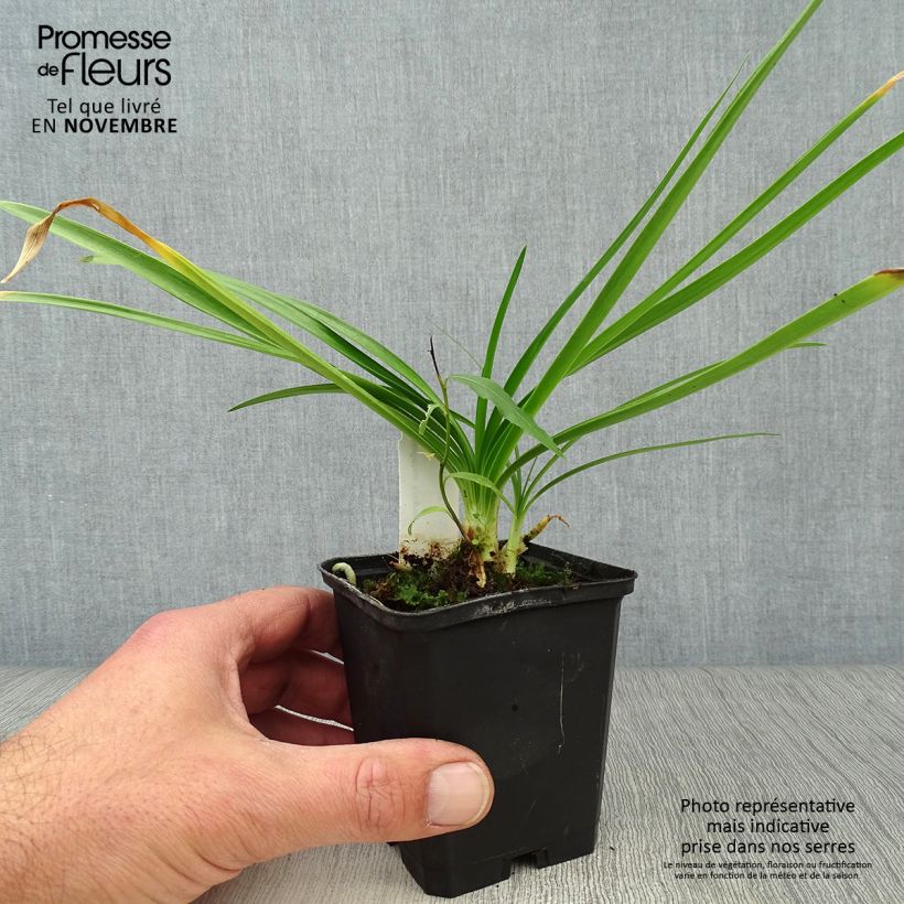 Ejemplar de Agapanto Enigma Maceta de 8/9 cm entregado en otoño