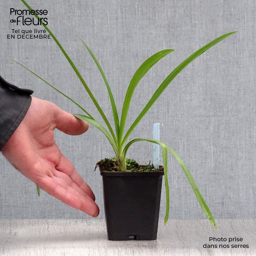 Agapanto Enigma Maceta de 8/9 cm Ejemplar entregado en invierno