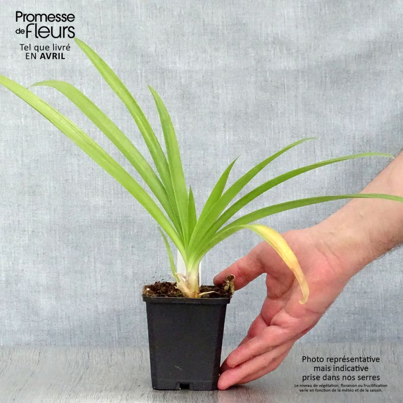 Agapanto Enigma Maceta de 8/9 cm Ejemplar entregado en la primavera