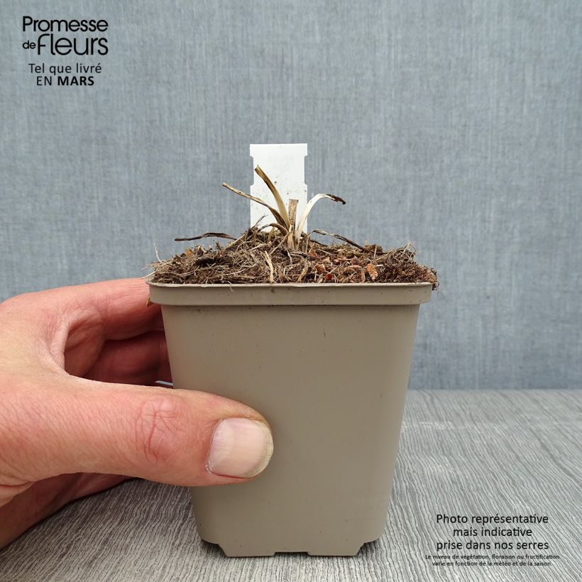 Agapanto Flower of Love Maceta de 8/9 cm Ejemplar entregado en la primavera