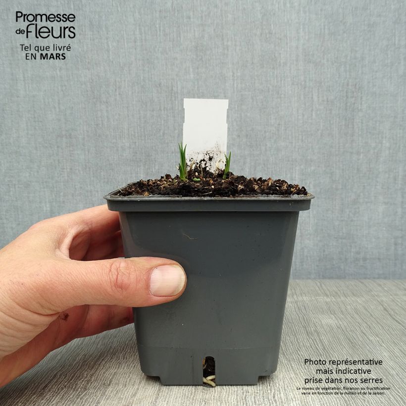 Agapanto Flower of Love Maceta 1L/1,5L Ejemplar entregado en la primavera