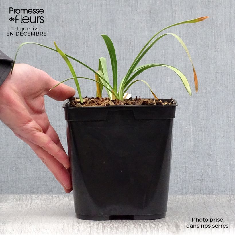 Agapanto Flower of Love Maceta 3L/4L Ejemplar entregado en invierno