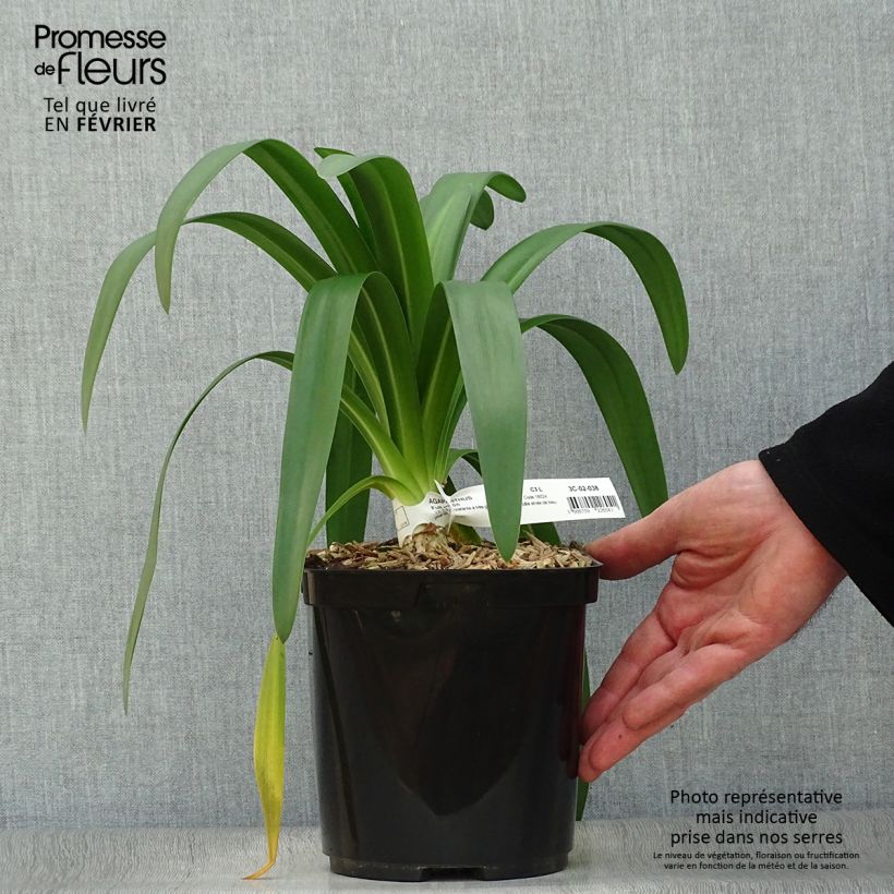 Agapanto Full Moon Maceta 2L/3L Ejemplar entregado en invierno