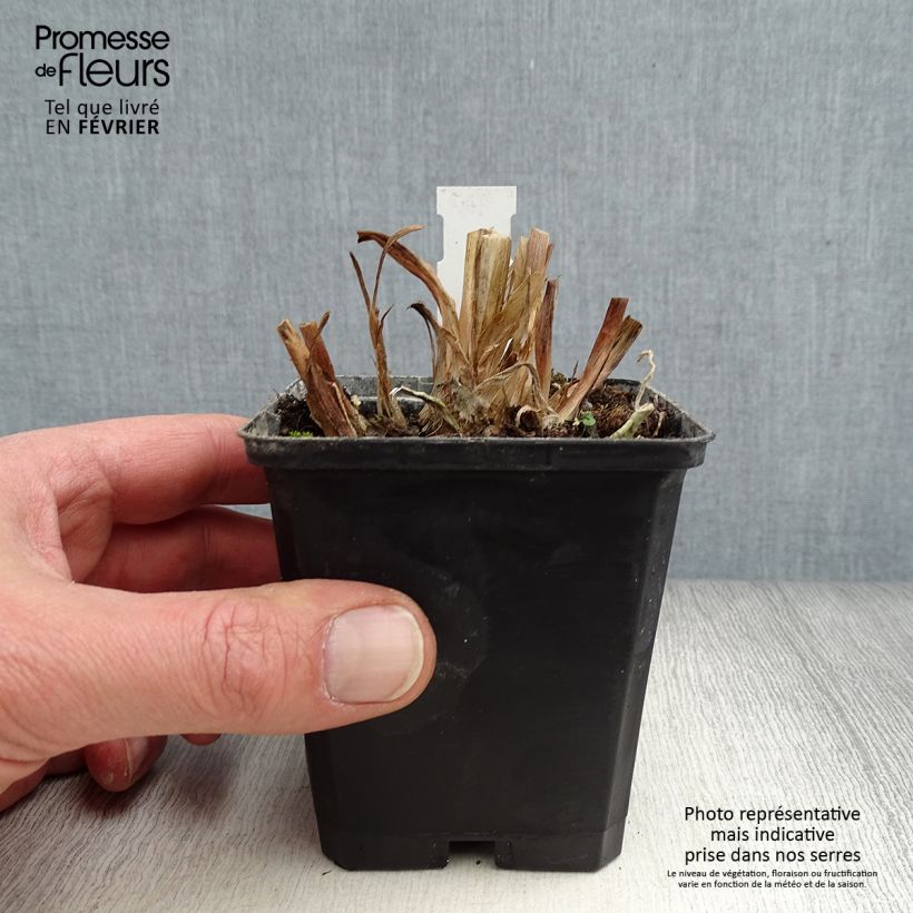 Agapanto Glacier Stream Maceta de 8/9 cm Ejemplar entregado en invierno