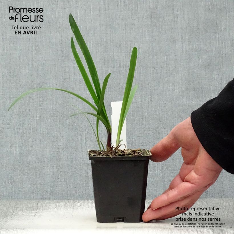 Agapanto Glacier Stream Maceta de 8/9 cm Ejemplar entregado en la primavera