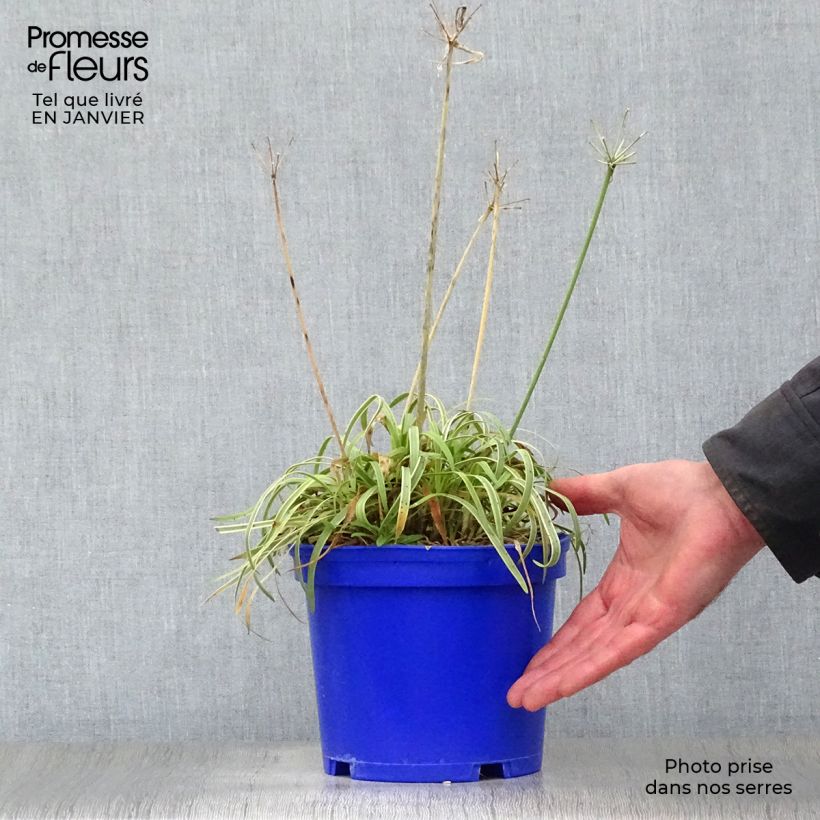 Agapanto Golden Drop Maceta 2L/3L Ejemplar entregado en invierno