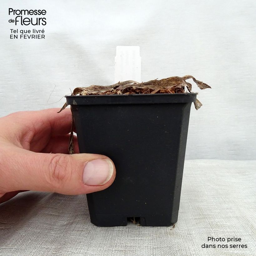 Agapanto Headbourne Blue Maceta de 8/9 cm Ejemplar entregado en invierno