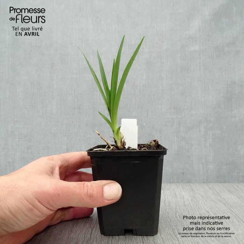 Agapanto Headbourne Blue Maceta de 8/9 cm Ejemplar entregado en la primavera