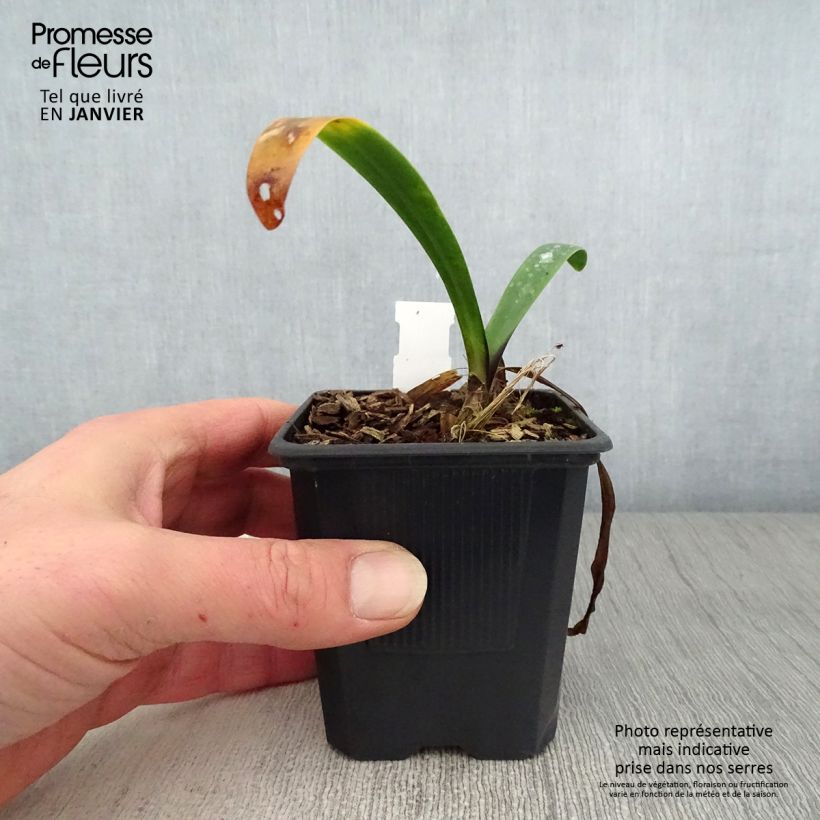 Agapanto inapertus subsp. intermedius Maceta de 8/9 cm Ejemplar entregado en invierno