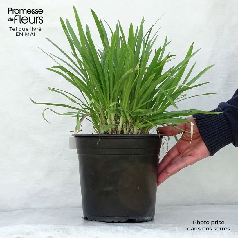 Agapanto Lapis Lazuli Maceta 2L/3L Ejemplar entregado en la primavera