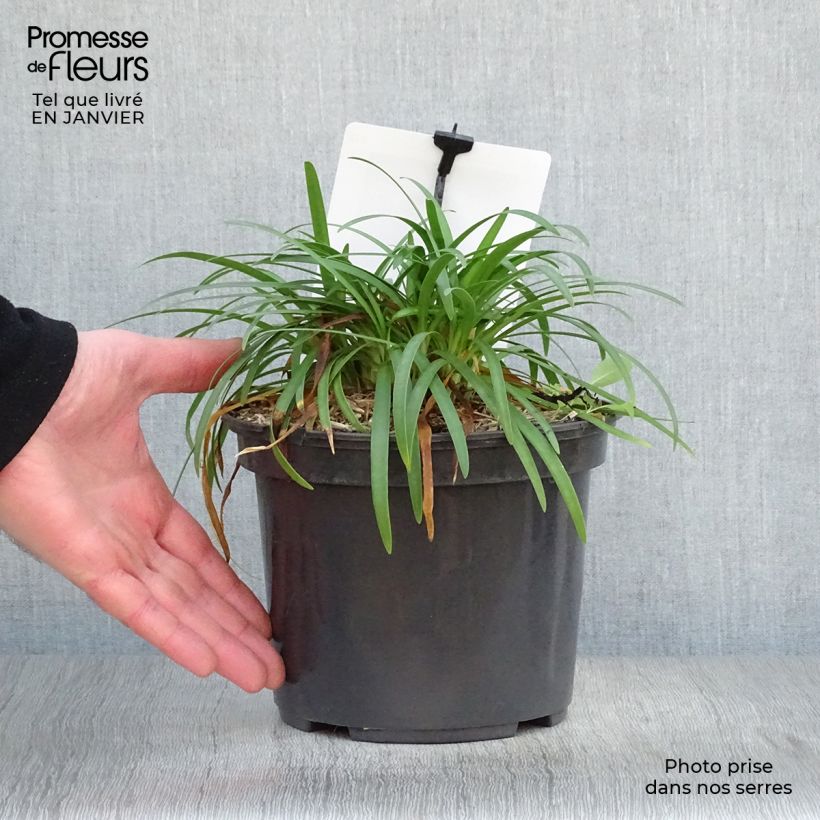 Agapanto Lapis Lazuli Maceta 2L/3L Ejemplar entregado en invierno