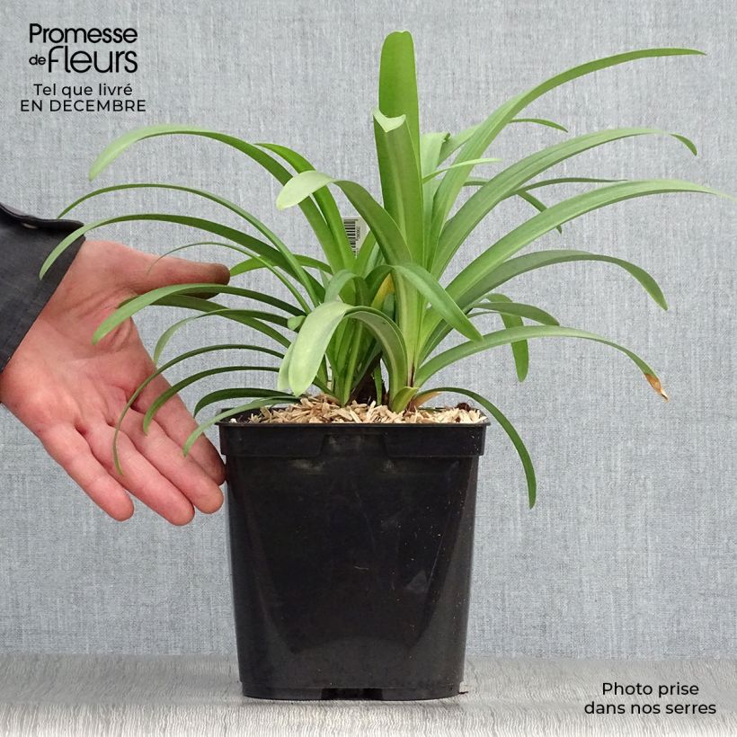 Agapanto Megan's Mauve Maceta 2L/3L Ejemplar entregado en invierno