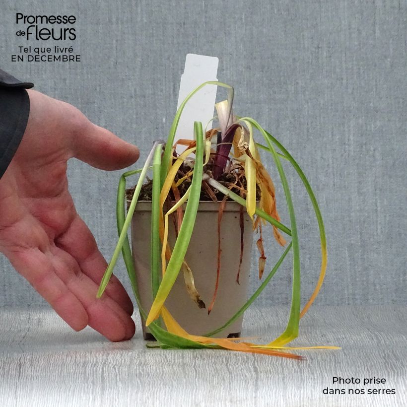 Agapanto Navy Blue Maceta de 8/9 cm Ejemplar entregado en invierno