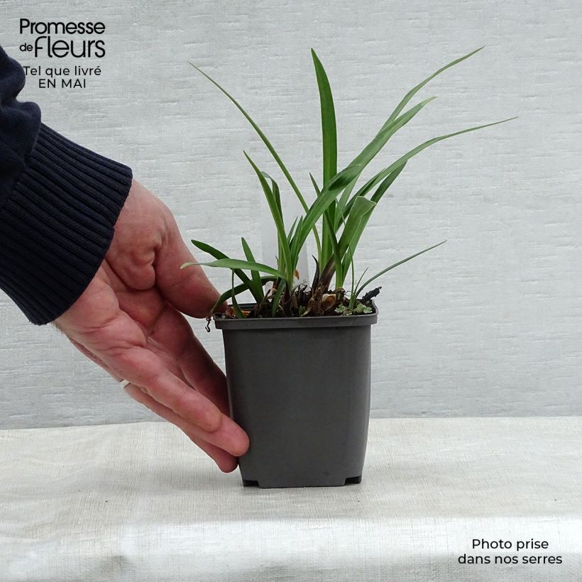 Agapanto Navy Blue Maceta de 8/9 cm Ejemplar entregado en la primavera