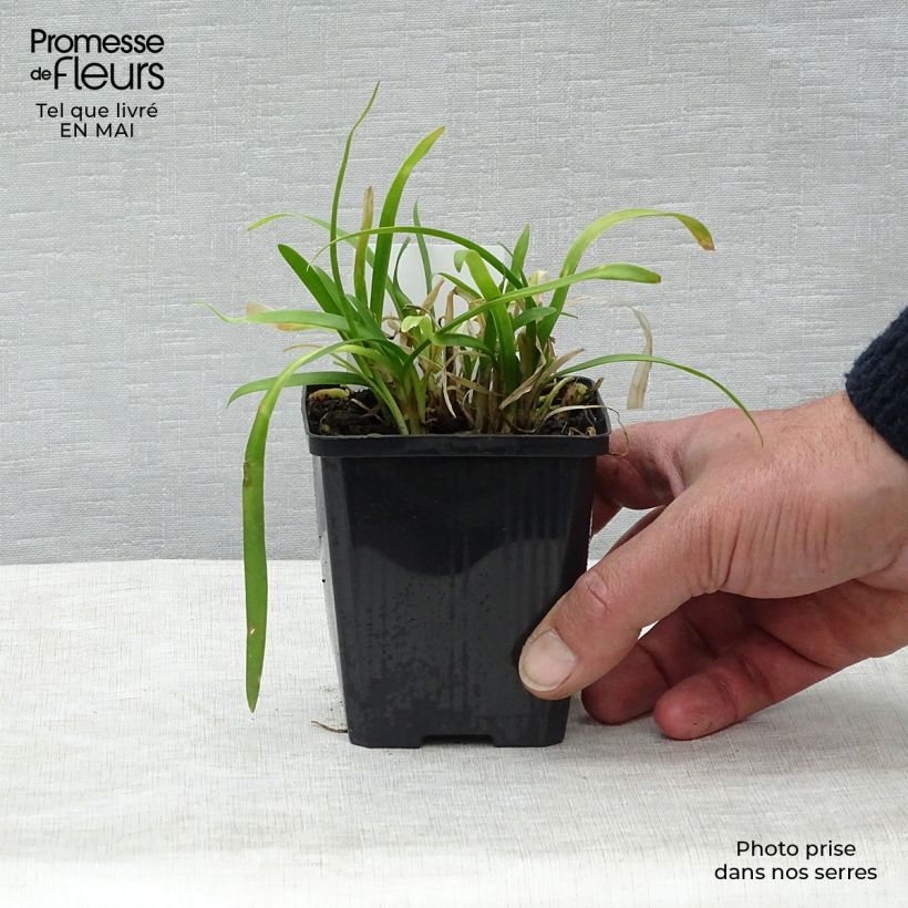 Agapanto Peter Pan Maceta de 8/9 cm Ejemplar entregado en la primavera