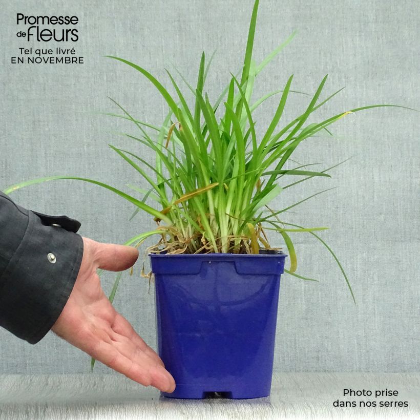Ejemplar de Agapanto Pitchoune Blue Maceta 2L/3L entregado en otoño
