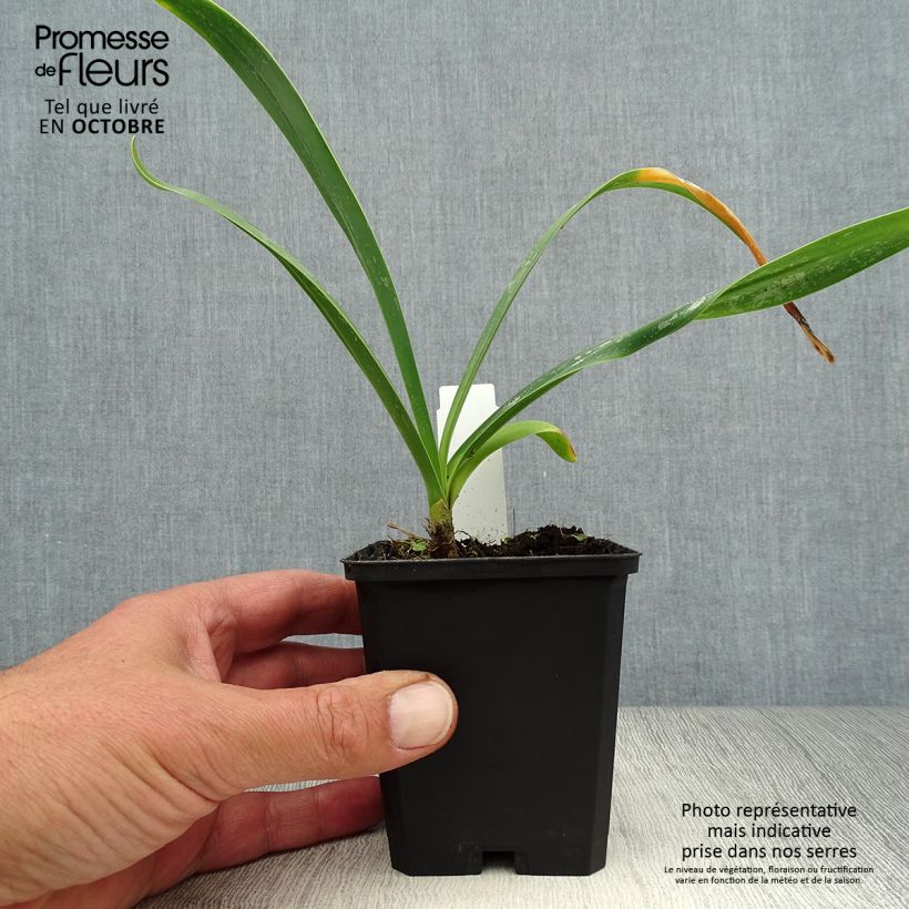 Ejemplar de Agapanto Polar Ice Maceta de 8/9 cm entregado en otoño