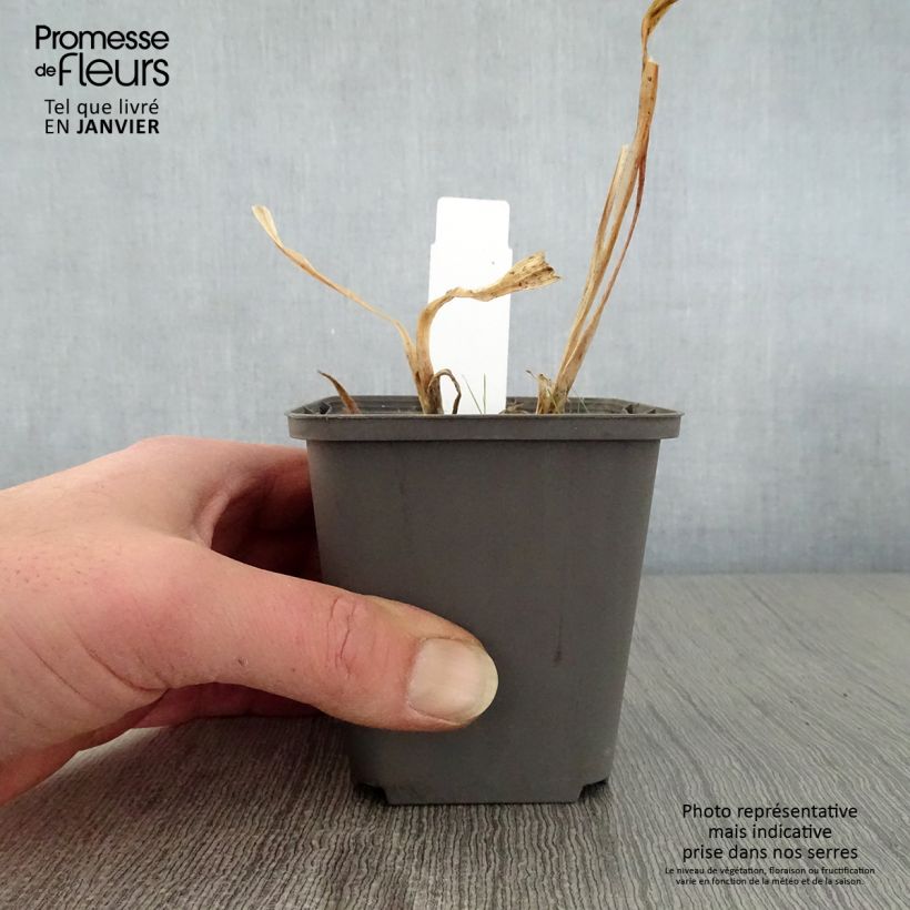 Agapanto Polar Ice Maceta de 8/9 cm Ejemplar entregado en invierno