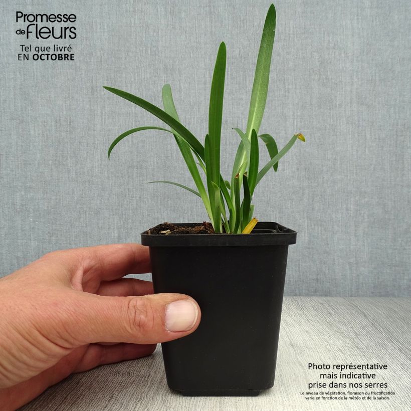 Ejemplar de Agapanto Pretty Sandy Maceta de 8/9 cm entregado en otoño