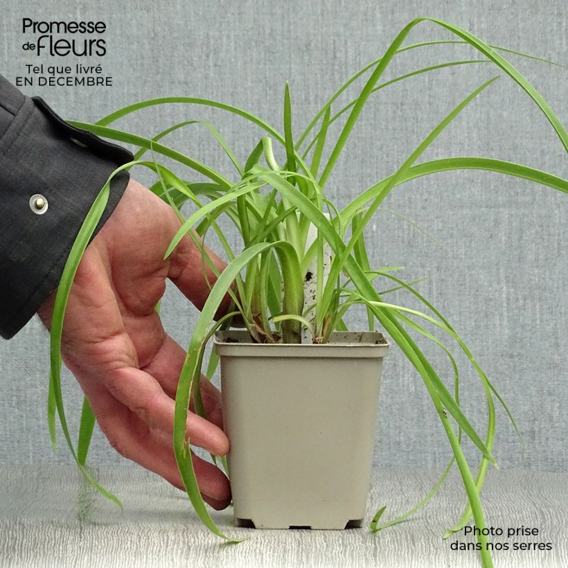 Agapanto Purple Cloud Maceta de 8/9 cm Ejemplar entregado en invierno