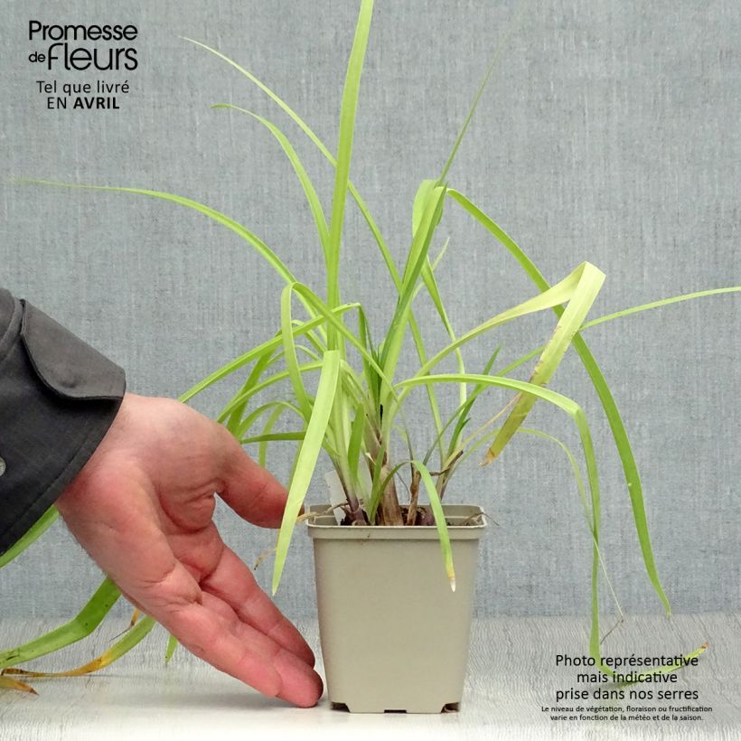 Agapanto Purple Cloud Maceta de 8/9 cm Ejemplar entregado en la primavera