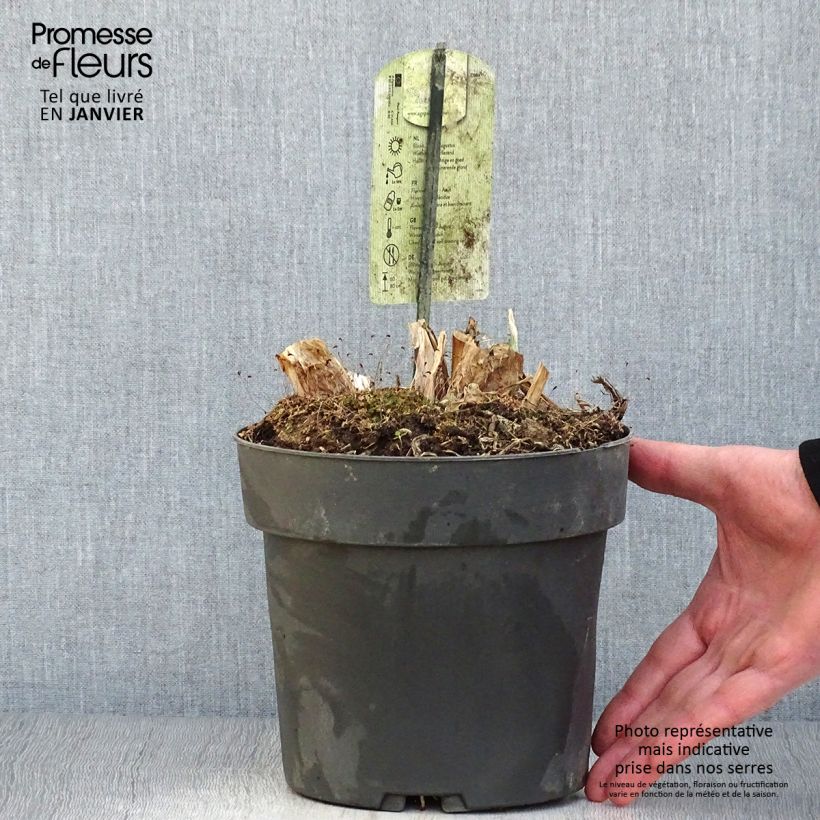 Agapanto Purple Heart Maceta 2L/3L Ejemplar entregado en invierno