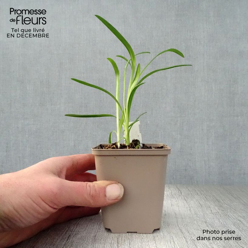 Agapanto Queen Mum Maceta de 8/9 cm Ejemplar entregado en invierno