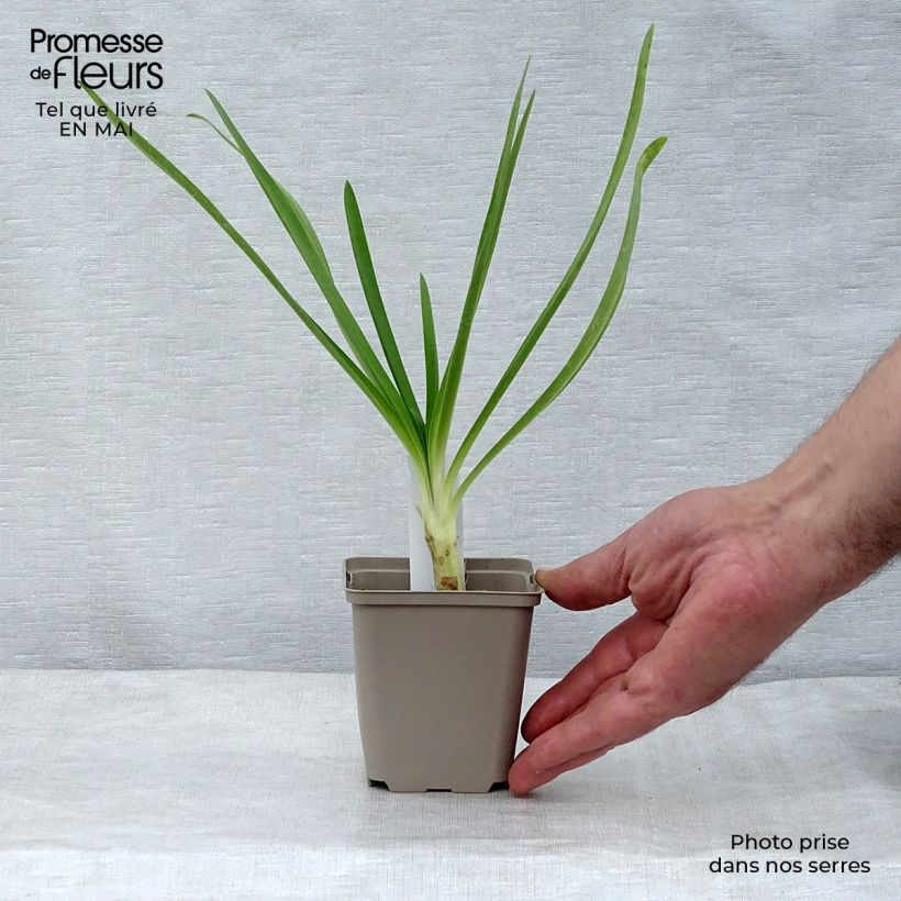 Agapanto Queen Mum Maceta de 8/9 cm Ejemplar entregado en la primavera