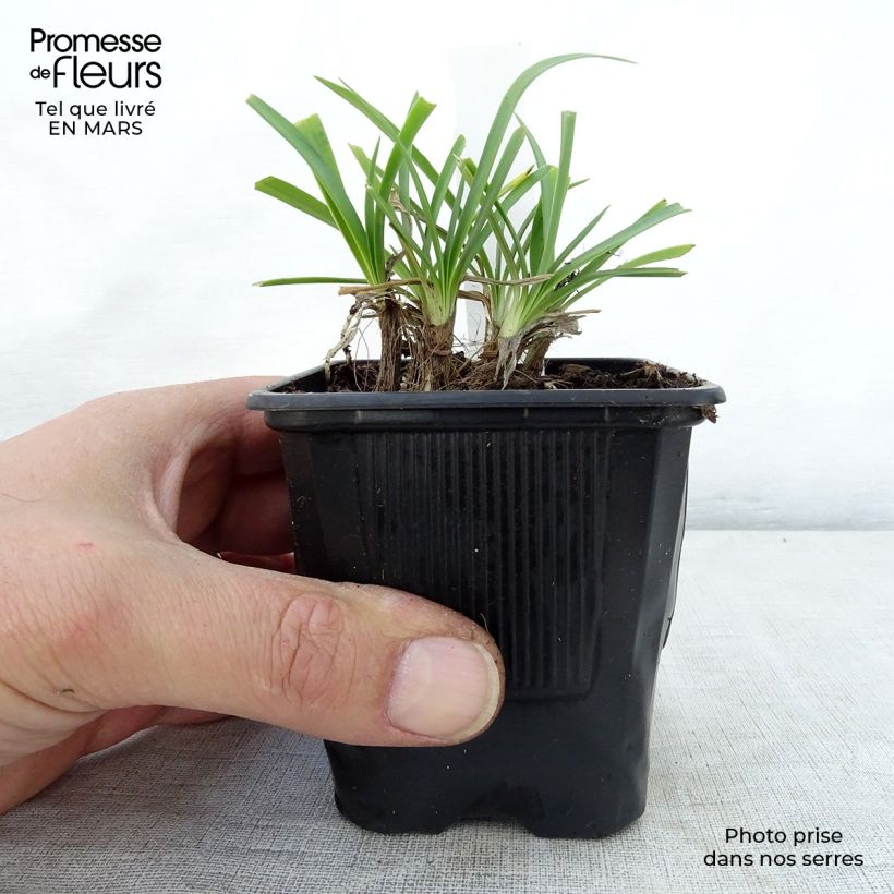 Agapanto Rosewarne Maceta de 8/9 cm Ejemplar entregado en la primavera