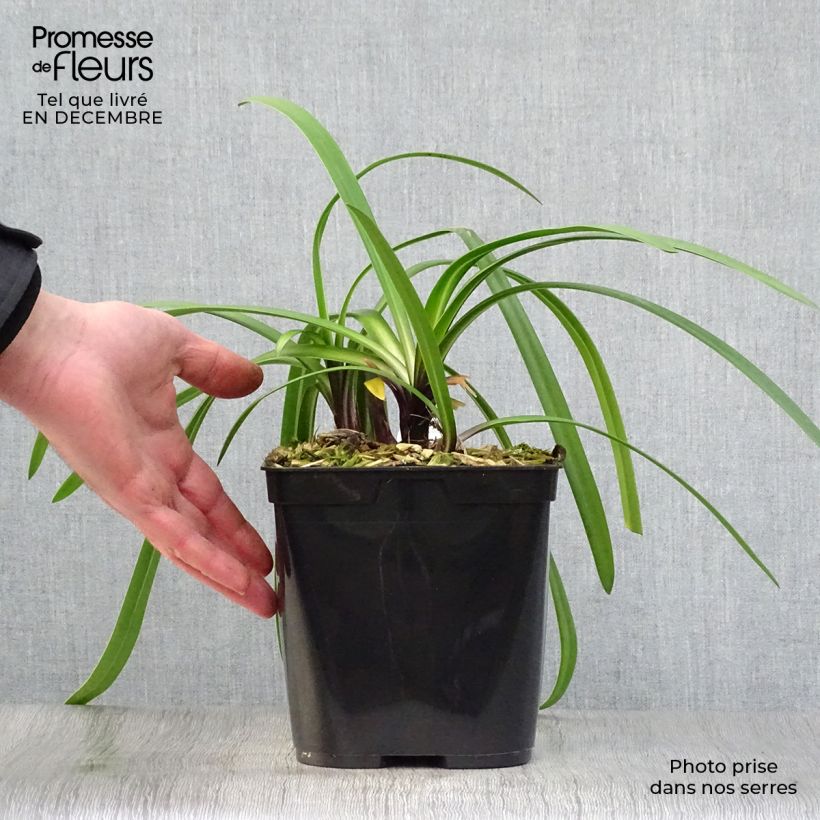 Agapanto Royal Velvet Maceta 2L/3L Ejemplar entregado en invierno