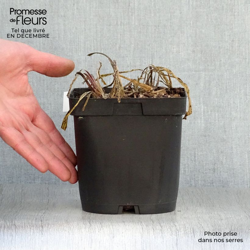 Agapanto Silver Moon Maceta 1L/1,5L Ejemplar entregado en invierno