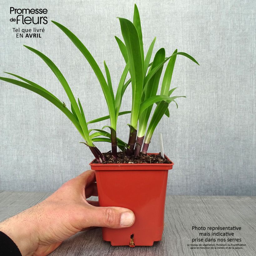 Agapanto Stars and Stripes Maceta 1L/1,5L Ejemplar entregado en la primavera