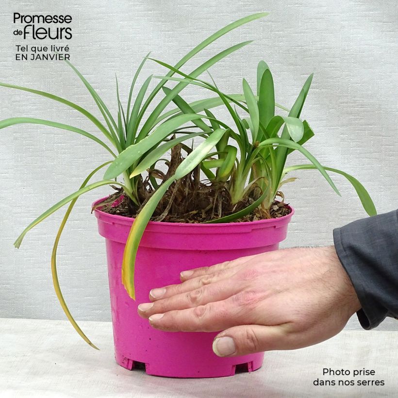 Agapanto Strawberry Ice Maceta 2L/3L Ejemplar entregado en invierno