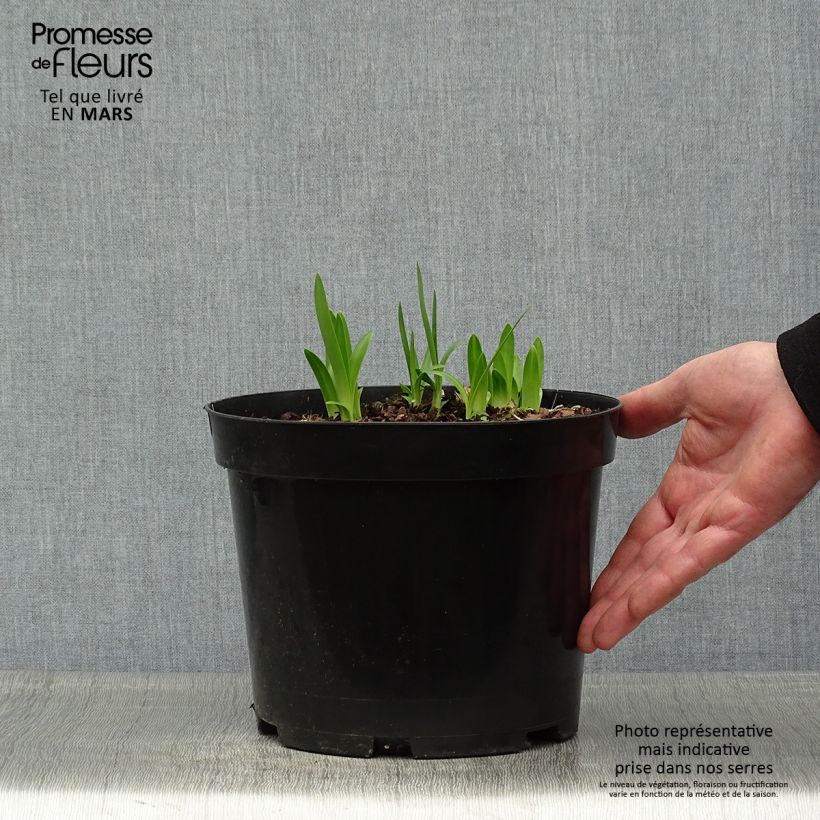 Agapanto Sunfield Maceta 2L/3L Ejemplar entregado en la primavera