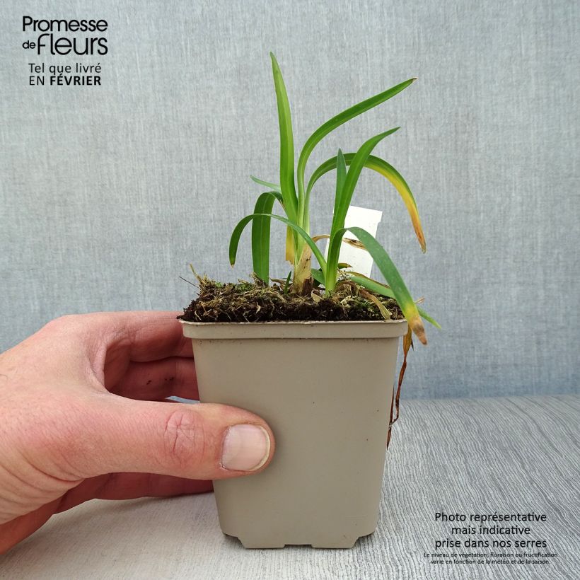 Agapanto Thumbelina Maceta de 8/9 cm Ejemplar entregado en invierno