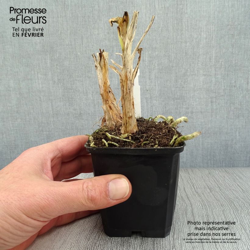 Agapanto Twister Maceta de 8/9 cm Ejemplar entregado en invierno