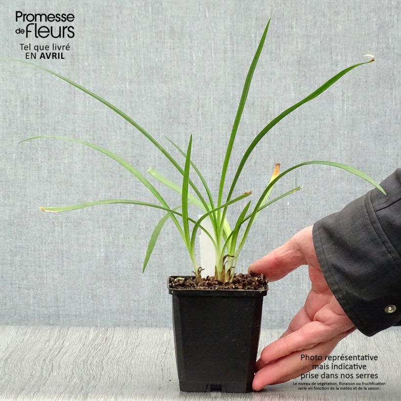 Agapanto Twister Maceta de 8/9 cm Ejemplar entregado en la primavera