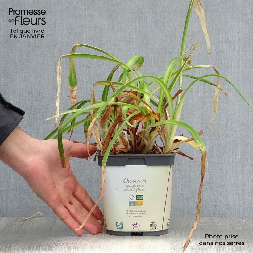 Agapanto Twister Maceta 1,5L/2L Ejemplar entregado en invierno