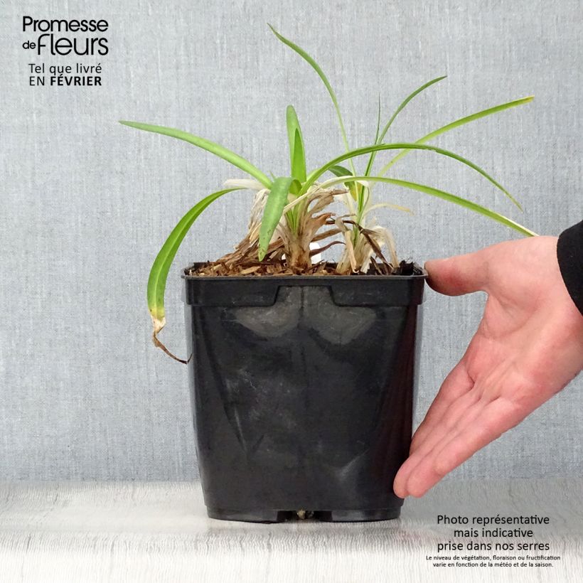 Agapanto Twister Maceta 3L/4L Ejemplar entregado en invierno
