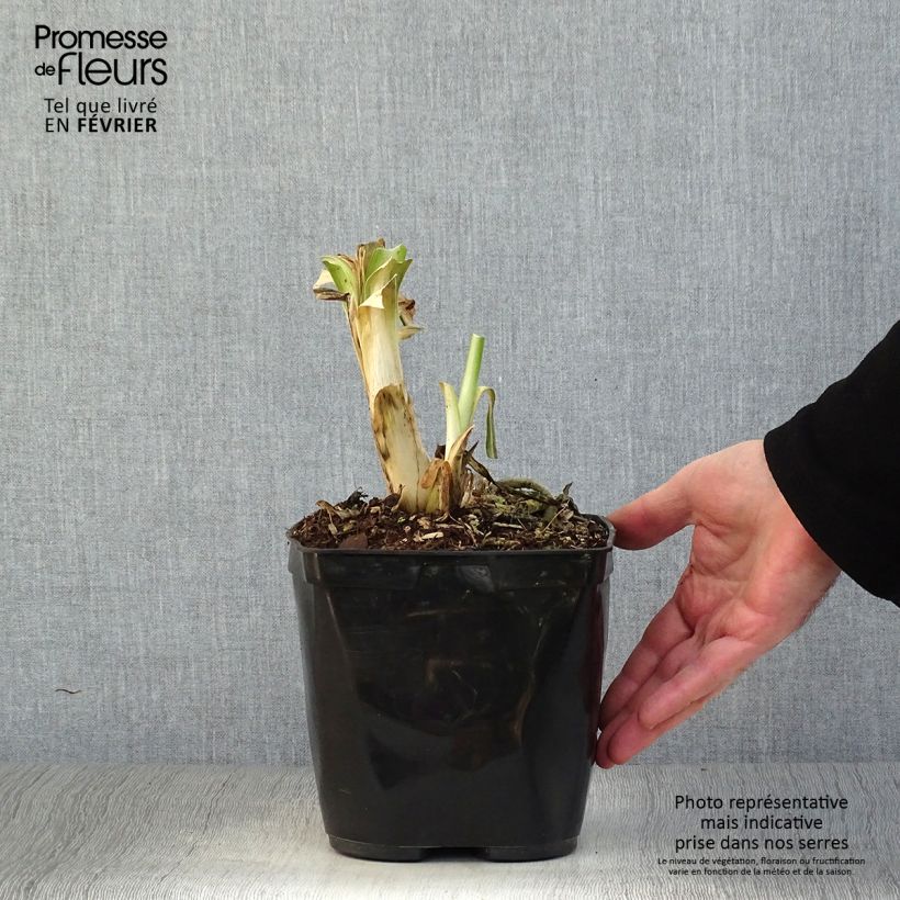 Agapanto Vallée de l'Authion Maceta 2L/3L Ejemplar entregado en invierno