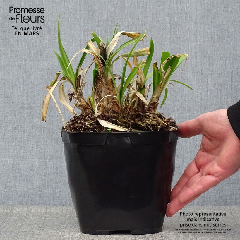 Agapanto Vallée de l'Authion Maceta 2L/3L Ejemplar entregado en la primavera