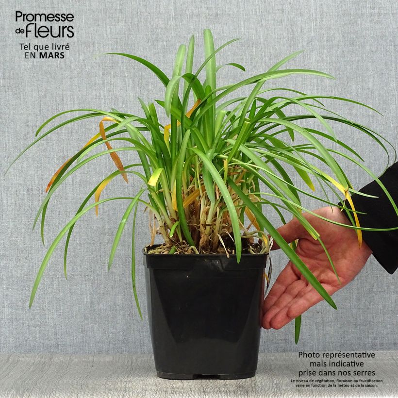 Agapanto Vallée de la Romanche Maceta 2L/3L Ejemplar entregado en la primavera