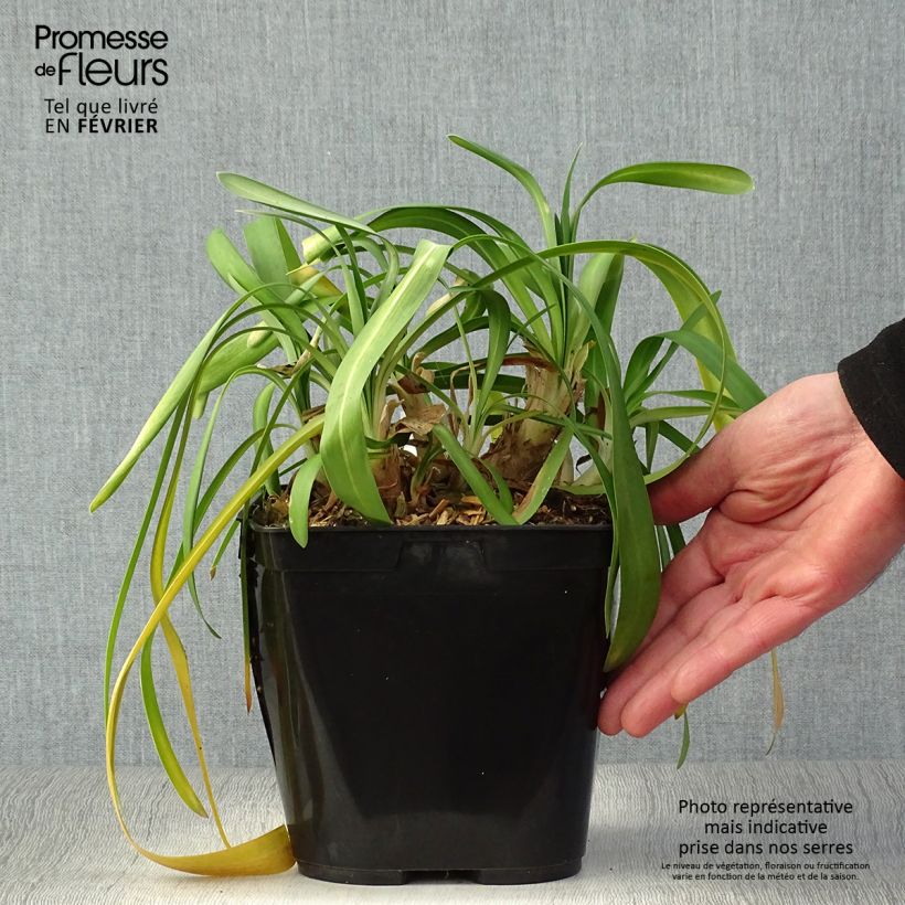 Agapanto Vallée de la Sarthe Maceta 2L/3L Ejemplar entregado en invierno