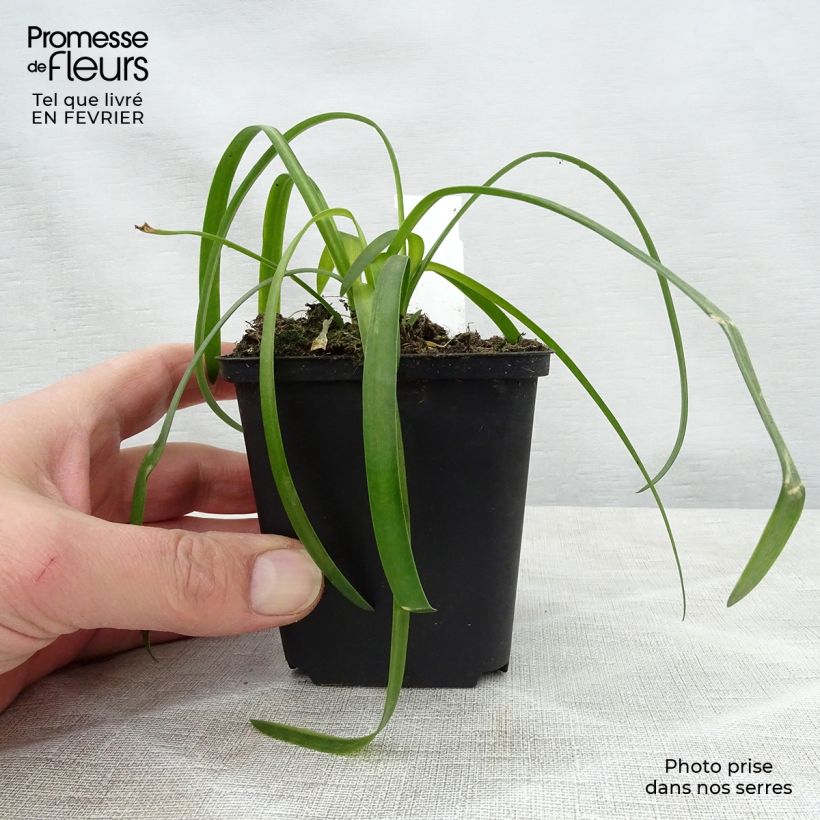 Agapanto White Heaven Maceta de 8/9 cm Ejemplar entregado en invierno