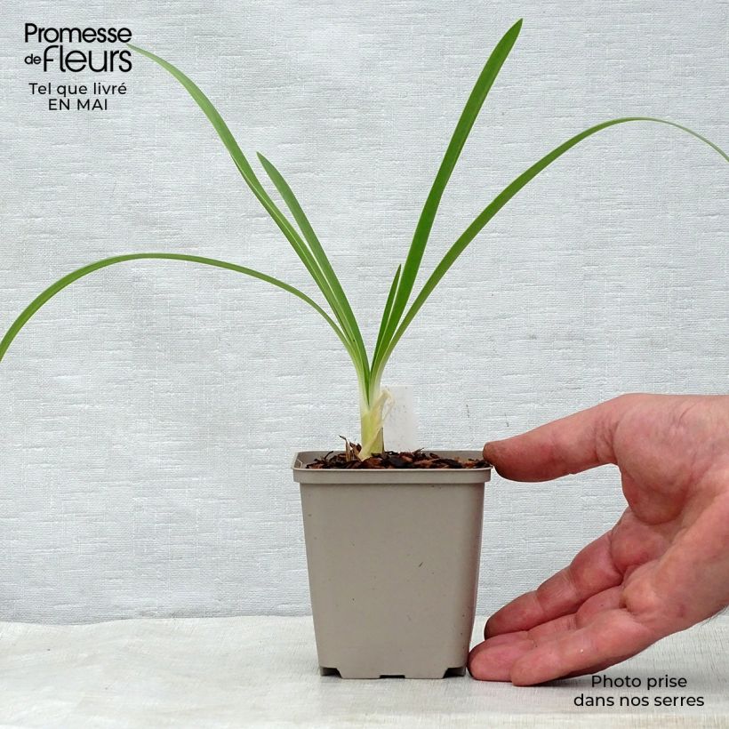 Agapanto White Heaven Maceta de 8/9 cm Ejemplar entregado en la primavera