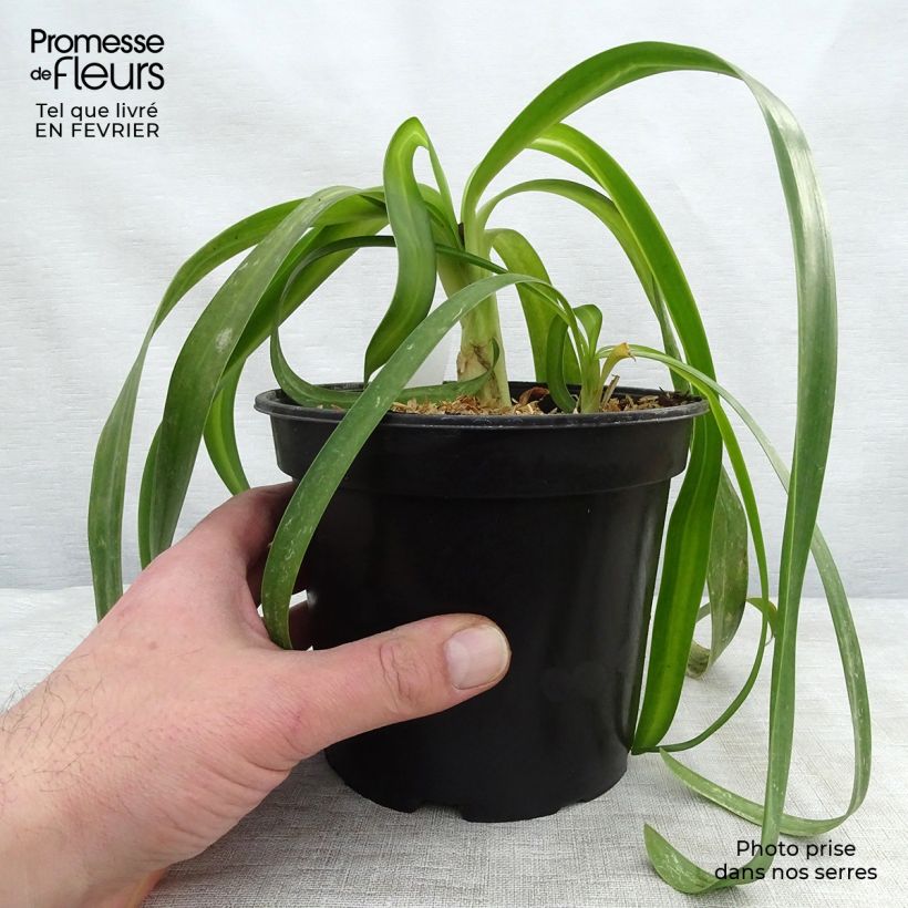 Agapanto White Heaven Maceta 2L/3L Ejemplar entregado en invierno